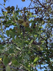 Pyrus spinosa