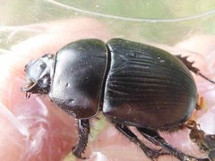 Geotrupes spiniger