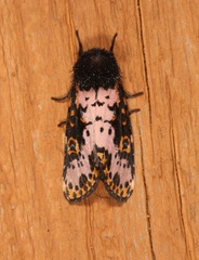 Xanthopastis regnatrix
