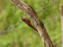 Lepidocolaptes lacrymiger