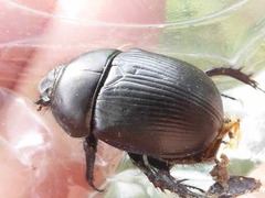 Geotrupes spiniger