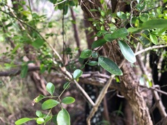 Jasminum didymum racemosum