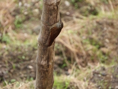 Lepidocolaptes lacrymiger