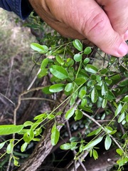 Jasminum didymum racemosum