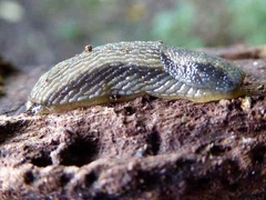 Arion hortensis