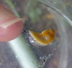 Arion hortensis