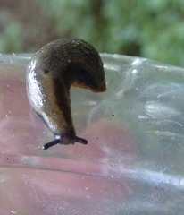 Arion hortensis