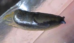 Arion hortensis