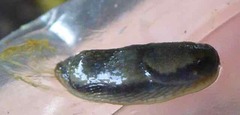 Arion hortensis