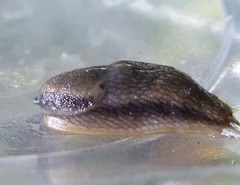 Arion hortensis