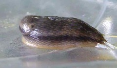 Arion hortensis