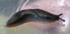 Arion hortensis