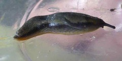 Arion hortensis