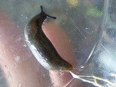 Arion hortensis