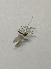 Tipula oleracea