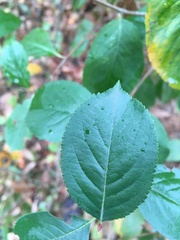 Aronia mitschurinii