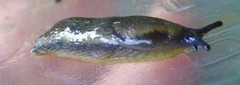 Arion hortensis