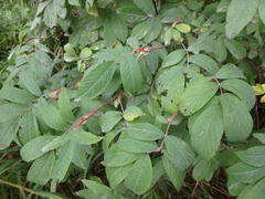 Rosa amblyotis