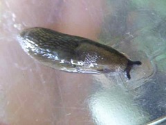 Arion hortensis