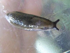 Arion hortensis