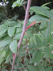 Rosa amblyotis
