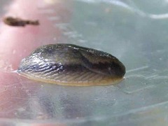 Arion hortensis