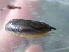 Arion hortensis