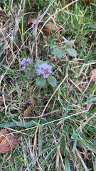 Mentha aquatica