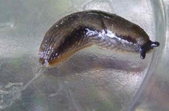 Arion hortensis