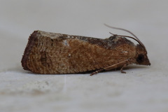 Cryptophlebia ombrodelta