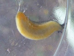 Arion hortensis