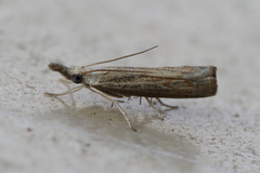 Ptochostola microphaeellus