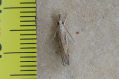 Ptochostola microphaeellus