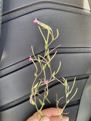 Epilobium parviflorum