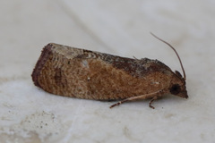 Cryptophlebia ombrodelta