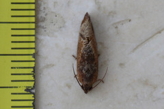 Cryptophlebia ombrodelta
