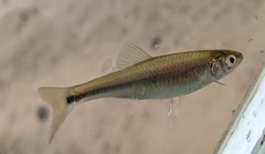 Cyprinella venusta