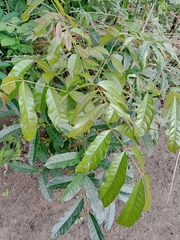 Khaya senegalensis