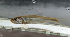 Notropis blennius