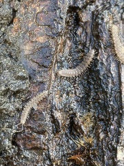 Polydesmidae