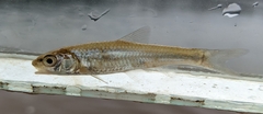 Notropis blennius
