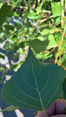 Populus