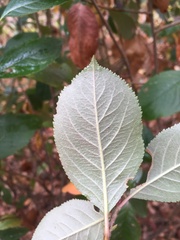 Aronia mitschurinii