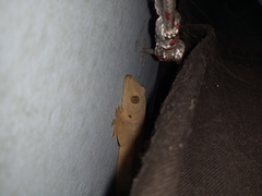 Hemidactylus flaviviridis