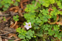 Oxalis incarnata