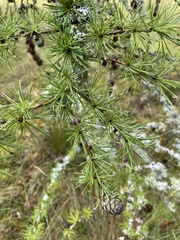 Larix decidua