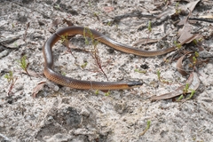 Suta nigriceps