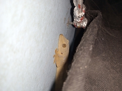 Hemidactylus flaviviridis