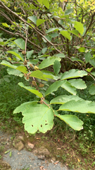 Hamamelis virginiana