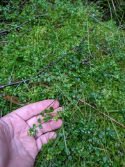 Gaultheria hispidula